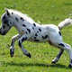 Illustration for article titled How to convert horsepower to Falabella horsepower.